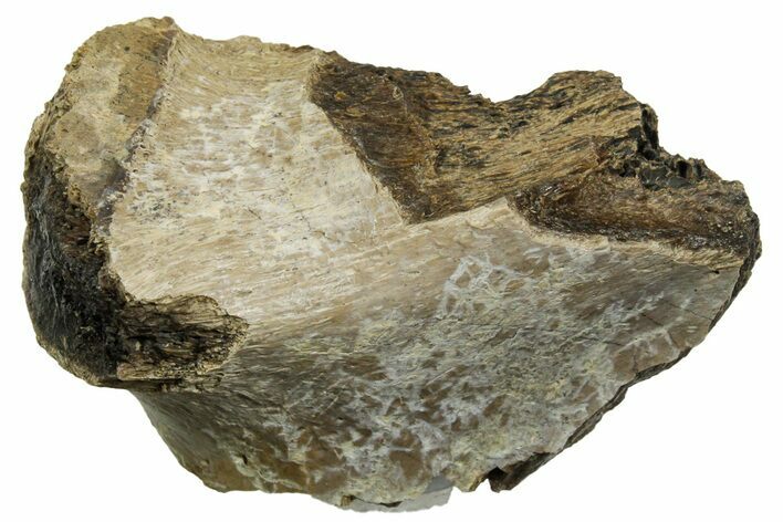 Fossil Tyrannosaur (T rex) Vertebra Section - Wyoming #350471